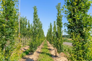 Quercus robur 'Fastigiata' beveerd