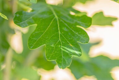 Quercus robur 'Fastigiata' beveerd 8/10