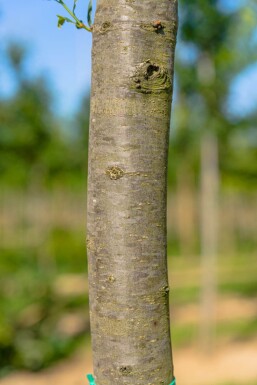 Quercus robur 'Fastigiata' beveerd 8/10