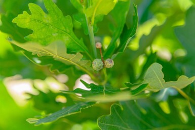 Quercus robur 'Fastigiata' beveerd 8/10