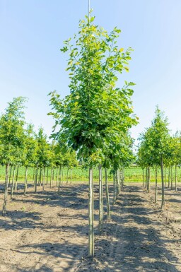 Quercus rubra hoogstam 14/16