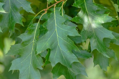 Quercus rubra hoogstam 14/16