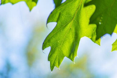 Quercus rubra hoogstam 14/16
