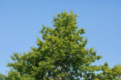 Quercus rubra hoogstam 14/16