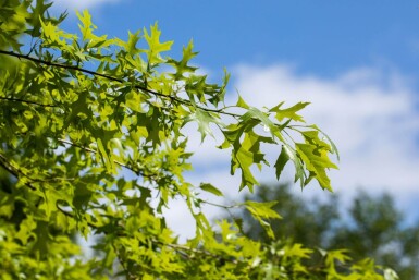Quercus rubra hoogstam 14/16