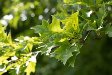 Quercus rubra hoogstam 14/16