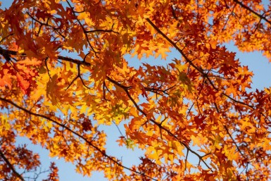 Quercus rubra hoogstam 14/16
