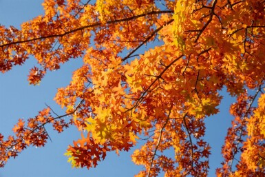 Quercus rubra hoogstam 14/16