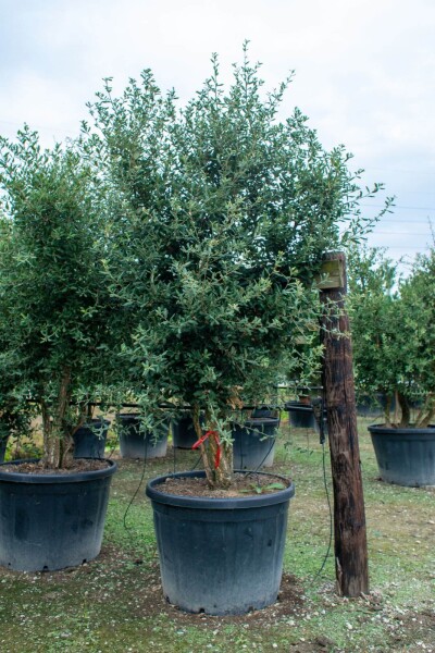 Quercus rubra meerstammig 200-250