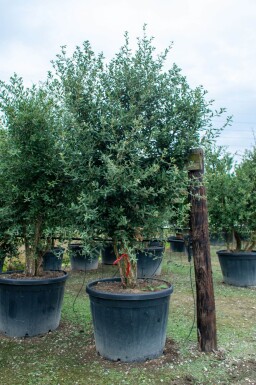 Quercus rubra meerstammig 200-250
