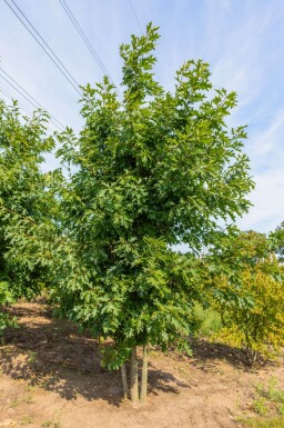 Quercus rubra meerstammig 200-250