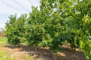 Quercus rubra meerstammig 200-250