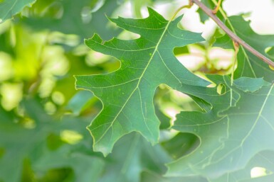 Quercus rubra meerstammig 200-250