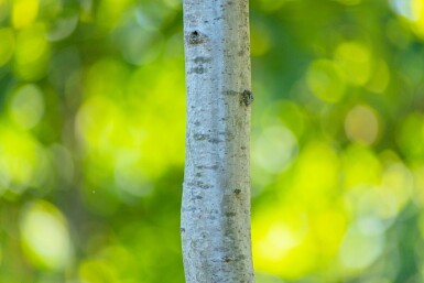 Quercus rubra meerstammig 200-250