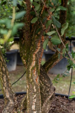 Quercus rubra meerstammig 200-250