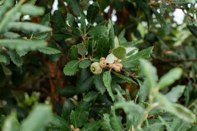 Quercus rubra meerstammig 200-250