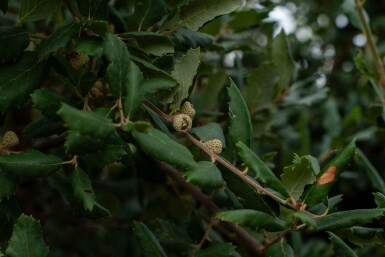 Quercus rubra meerstammig 200-250