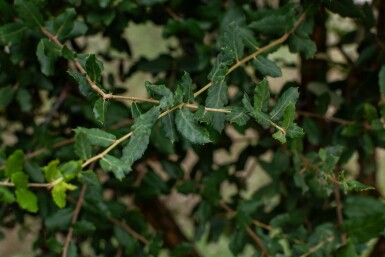 Quercus rubra meerstammig 200-250