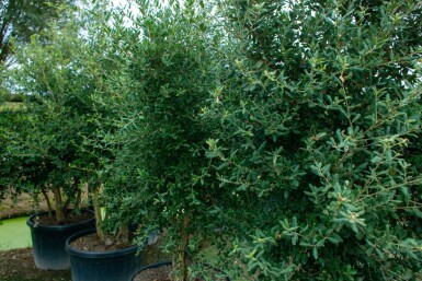 Quercus rubra meerstammig 200-250