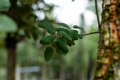 Quercus rubra meerstammig 200-250