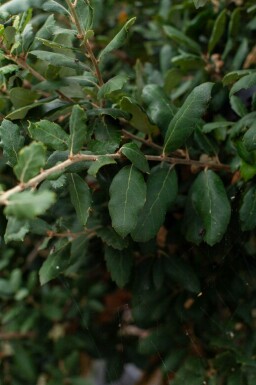 Quercus rubra meerstammig 200-250