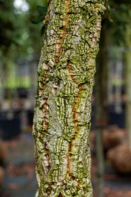 Quercus rubra meerstammig 200-250
