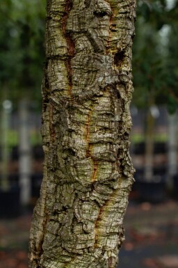 Quercus rubra meerstammig 200-250