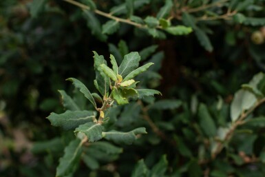 Quercus suber hoogstam