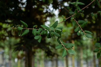 Quercus suber hoogstam 14/16