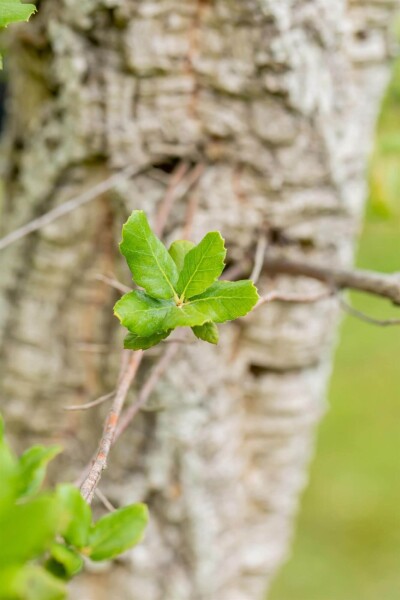 Quercus suber meerstammig 200-250