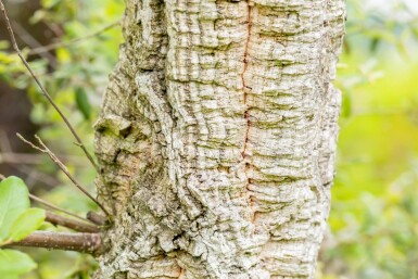 Quercus suber meerstammig