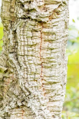 Quercus suber meerstammig 200-250
