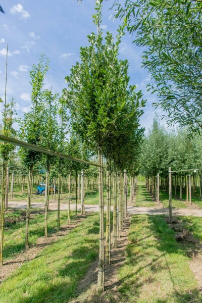 Quercus x warei 'Regal Prince' hoogstam 16/18