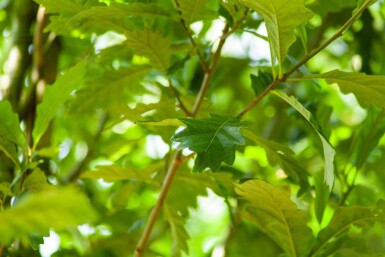 Quercus x warei 'Regal Prince' hoogstam