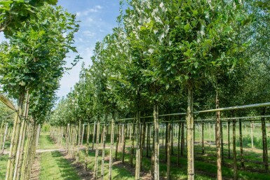 Quercus x warei 'Regal Prince' hoogstam 16/18