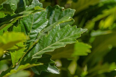 Quercus x warei 'Regal Prince' hoogstam 16/18