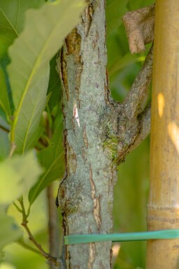 Quercus x warei 'Regal Prince' hoogstam 16/18