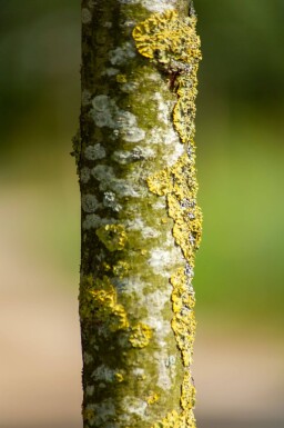 Quercus x warei 'Regal Prince' hoogstam 16/18