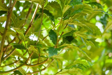 Quercus x warei 'Regal Prince' hoogstam 16/18