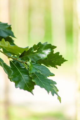 Quercus x warei 'Regal Prince' hoogstam 16/18