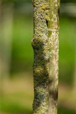 Quercus x warei 'Regal Prince' hoogstam 16/18