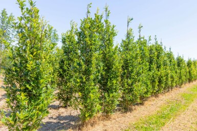 Quercus x warei 'Regal Prince' beveerd 4-6