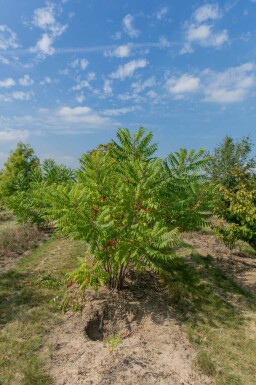 Rhus typhina meerstammig 200-250