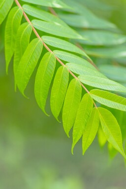 Rhus typhina meerstammig 200-250