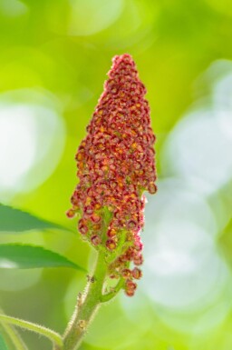 Rhus typhina meerstammig 200-250