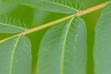 Rhus typhina meerstammig 200-250