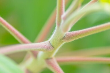 Rhus typhina meerstammig 200-250