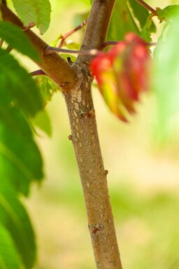 Rhus typhina meerstammig 200-250