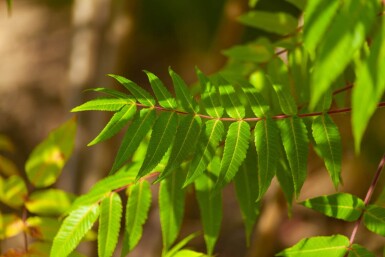 Rhus typhina meerstammig 200-250