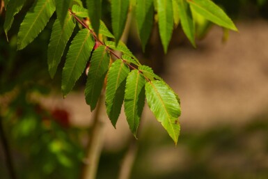 Rhus typhina meerstammig 200-250